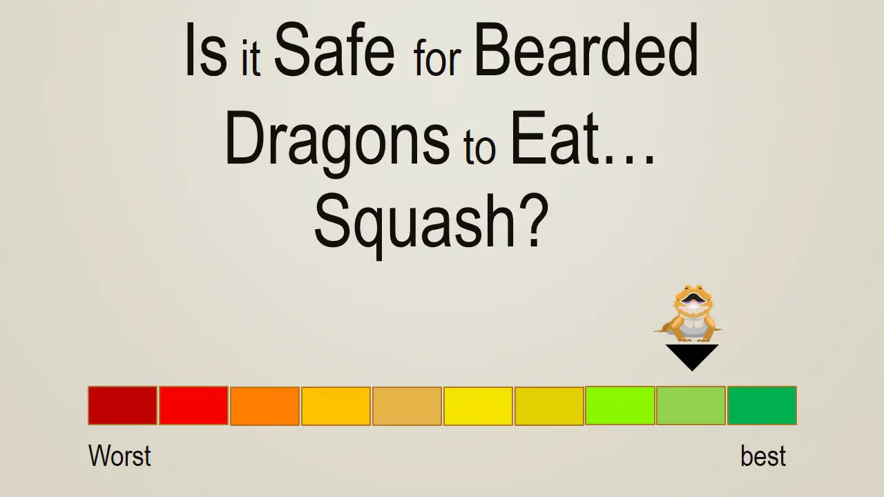 Is it Safe for Bearded Dragons to Eat Squash