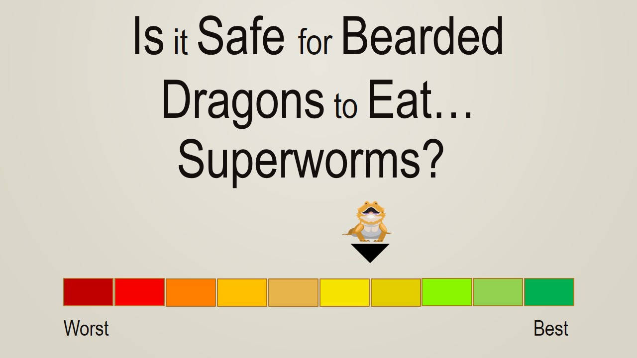 Is it Safe for Bearded Dragons to Eat Superworms
