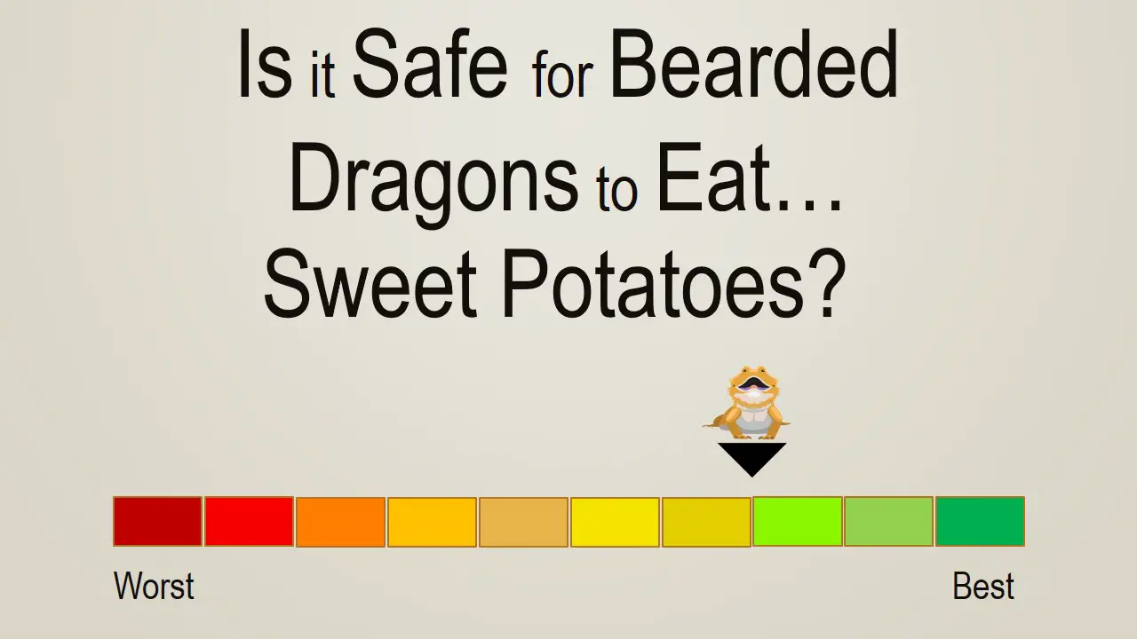 Is it Safe for Bearded Dragons to Eat Sweet Potatoes