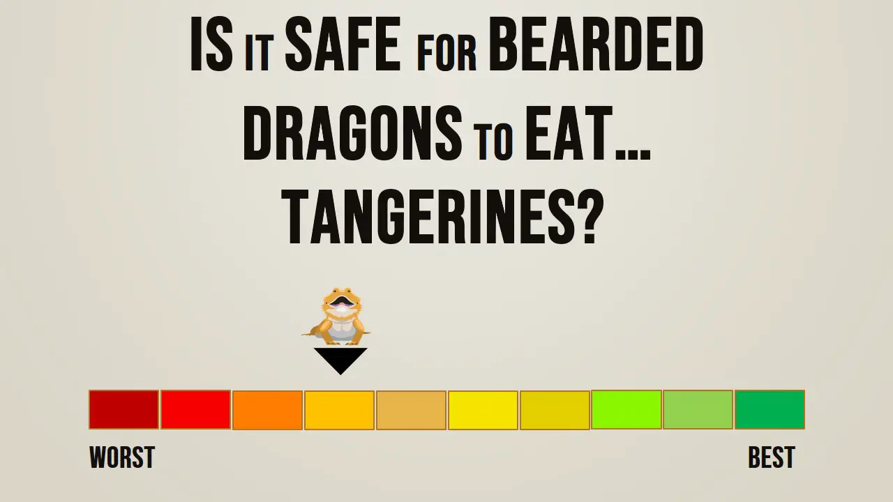 Is it Safe for Bearded Dragons to Eat Tangerines