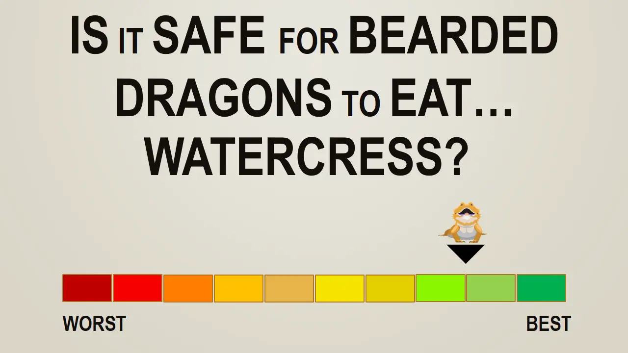 Is it Safe for Bearded Dragons to Eat Watercress