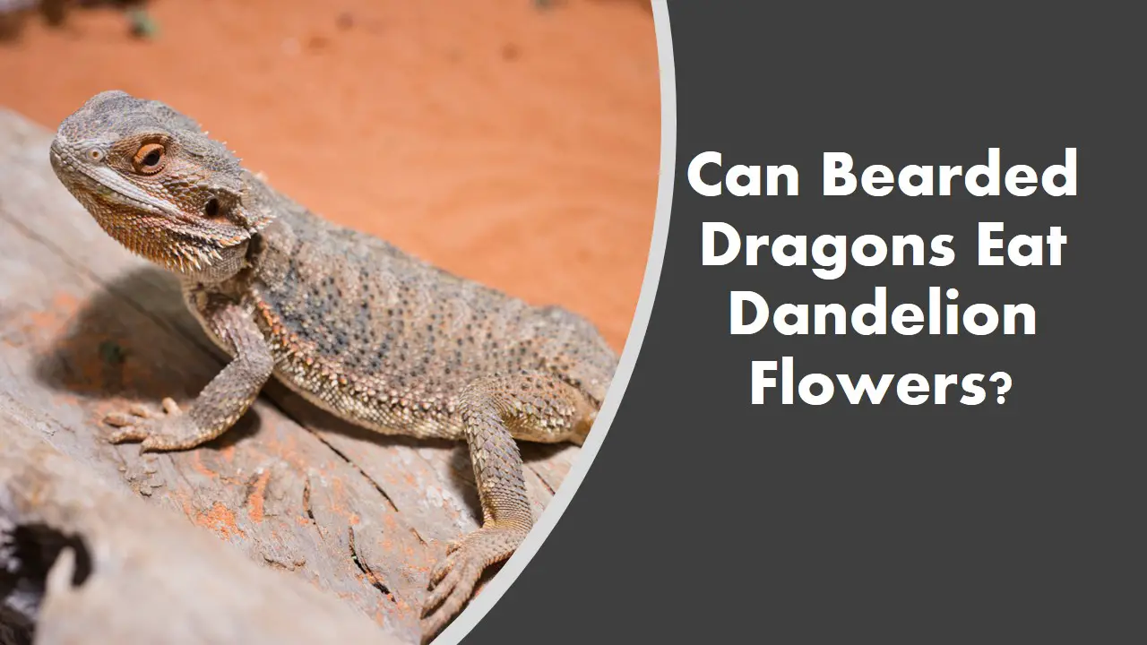 Can Bearded Dragons Eat Dandelion Flowers