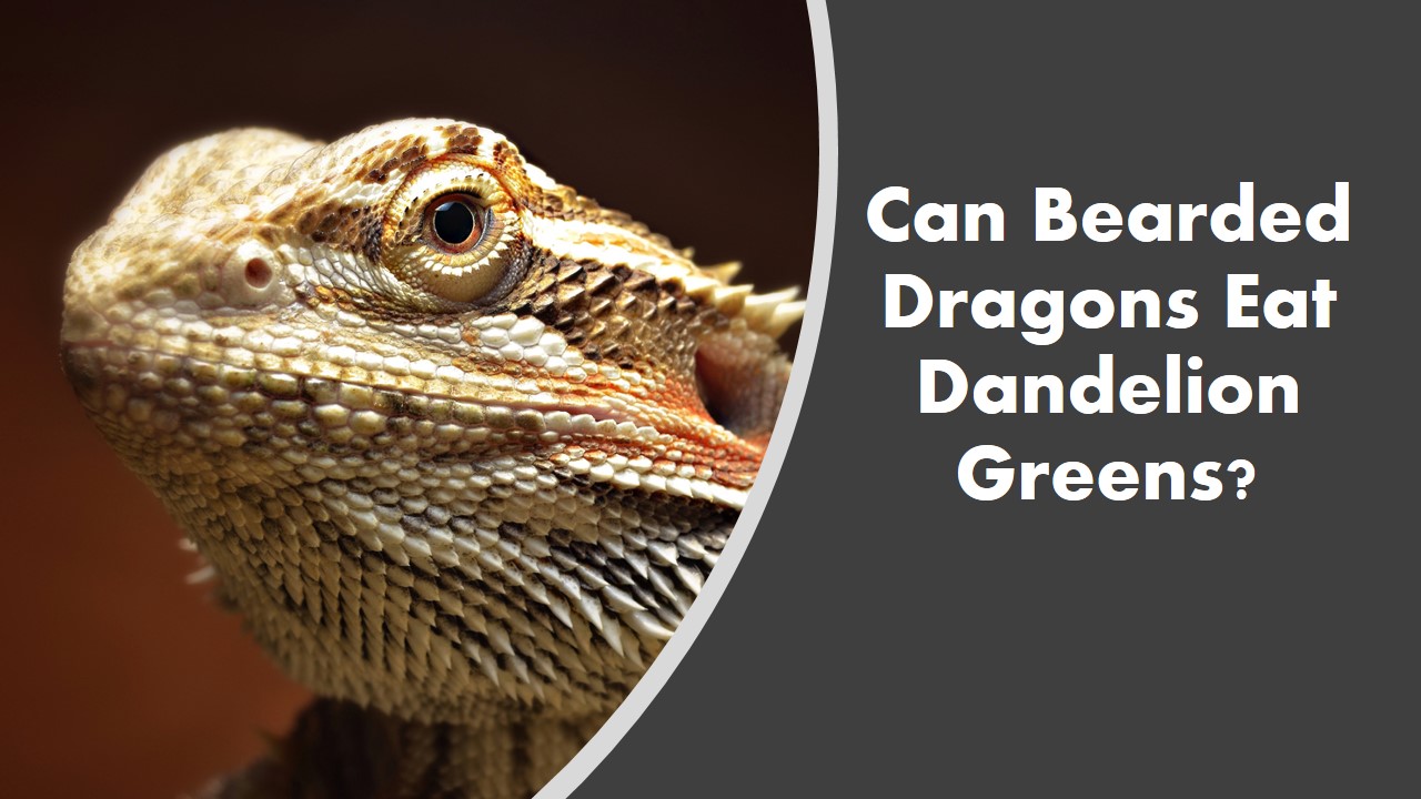 Can Bearded Dragons Eat Dandelion Greens