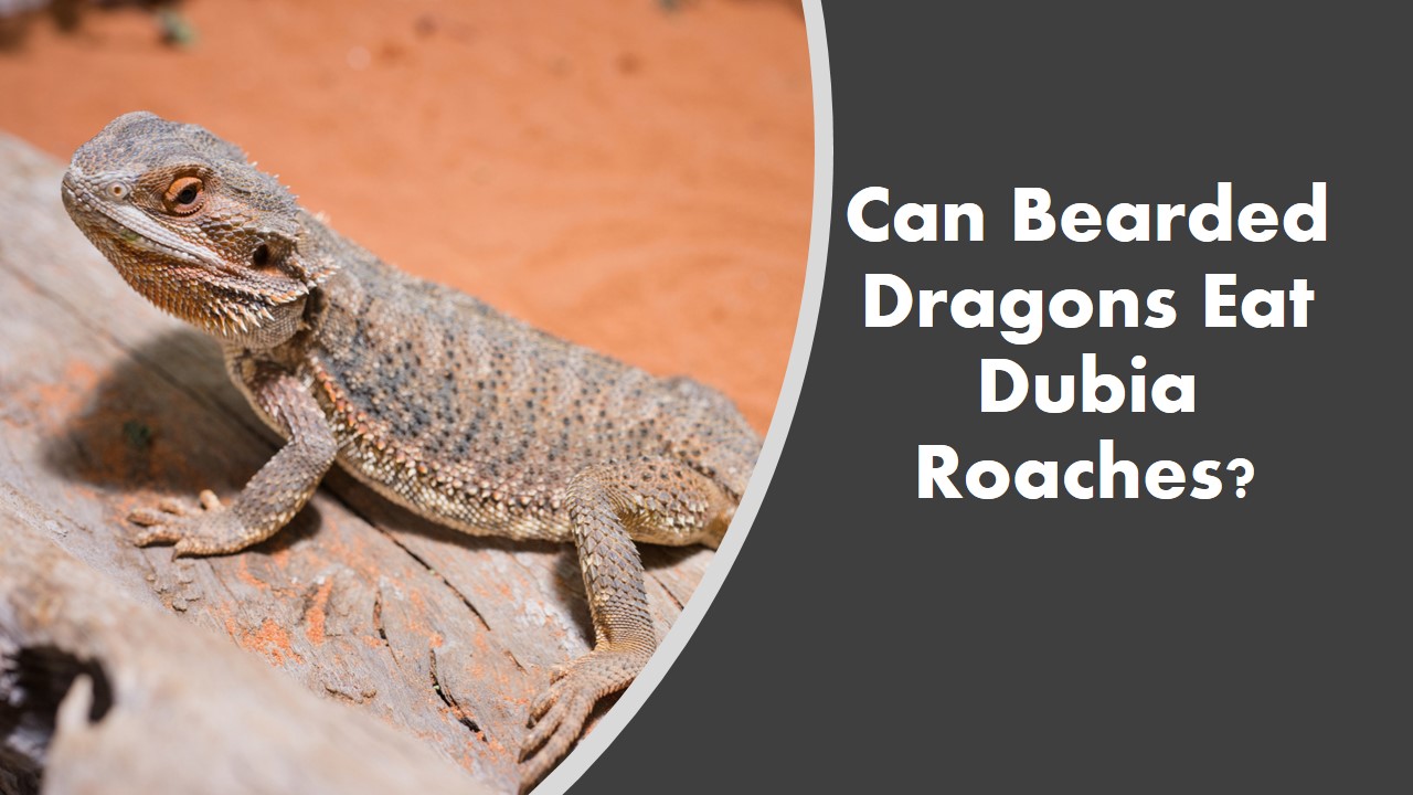 Can Bearded Dragons Eat Dubia Roaches