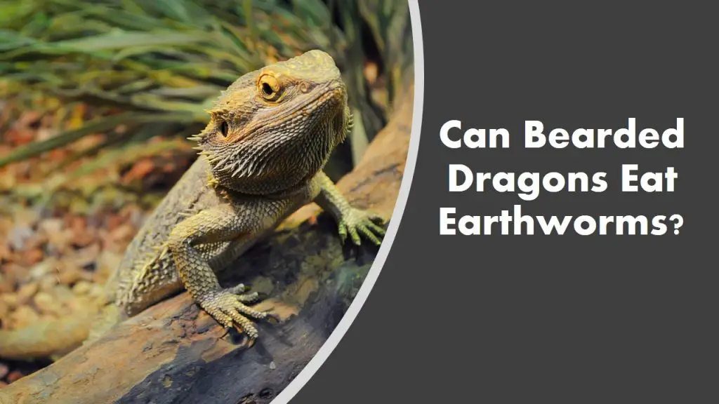 can-bearded-dragons-eat-earthworms-see-what-happens