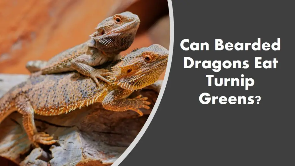 Can Bearded Dragons Eat Turnip Greens? (See What Happens)