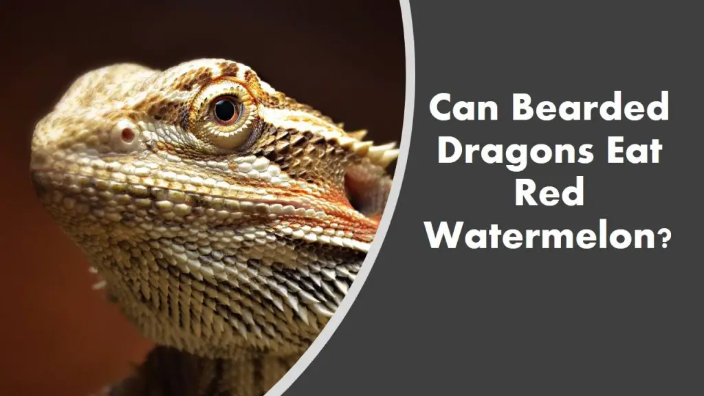 Can Bearded Dragons Eat Watermelon? (See What Happens)