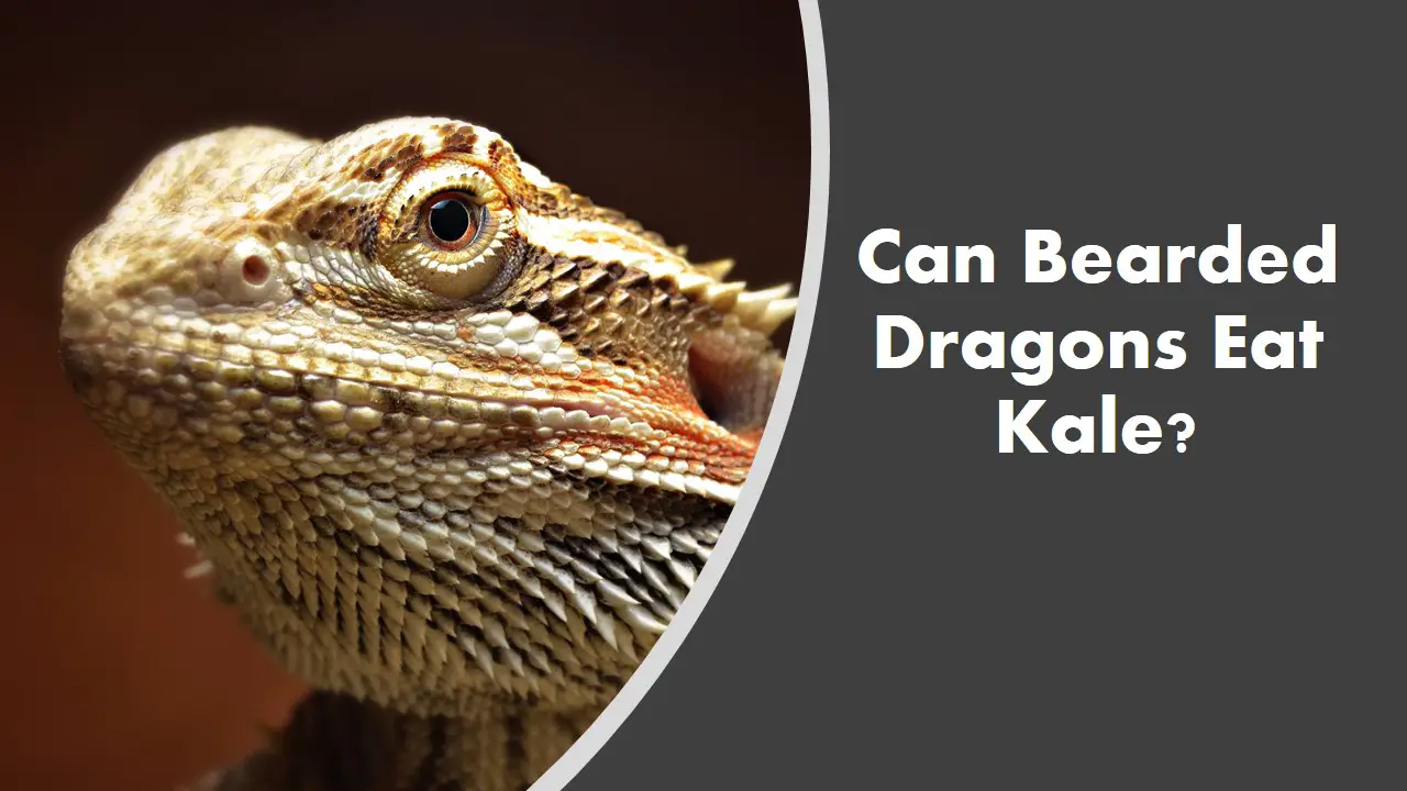 Can bearded dragons eat kale