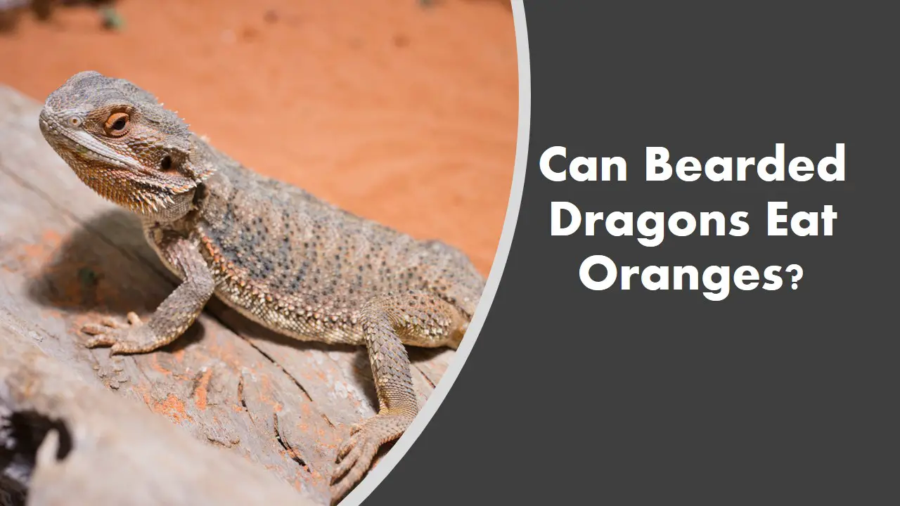 Can bearded dragons eat oranges