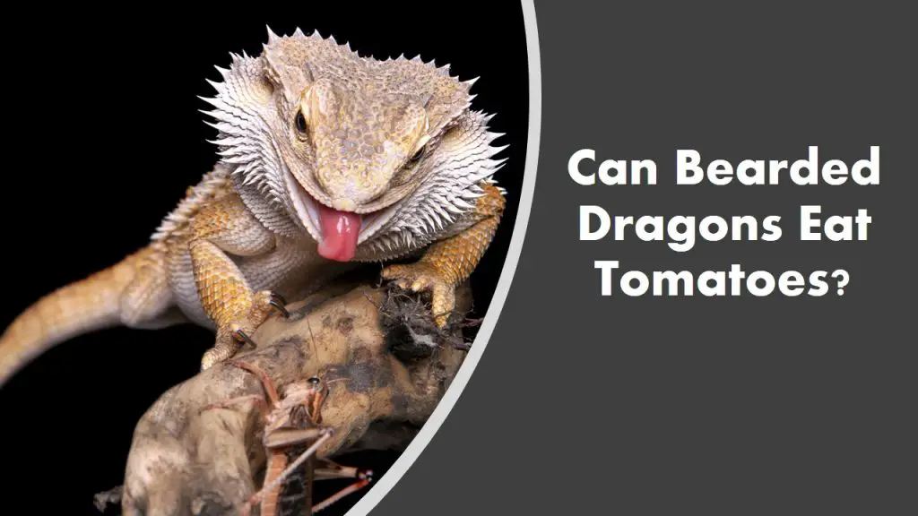 Can Bearded Dragons Eat Tomatoes? (See What Happens)