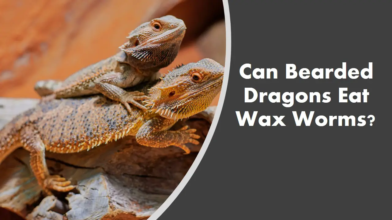 Can bearded dragons eat wax worms