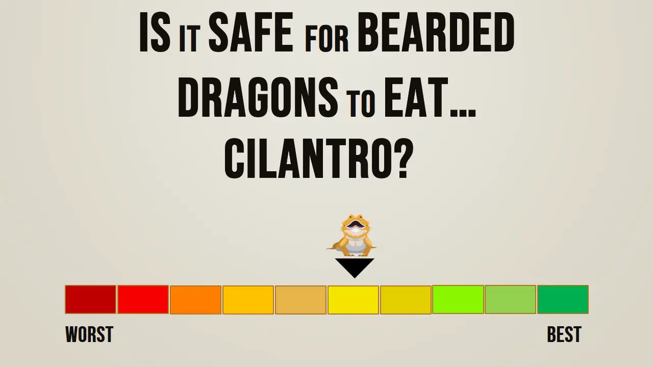 Is it Safe for Bearded Dragons to Eat Cilantro