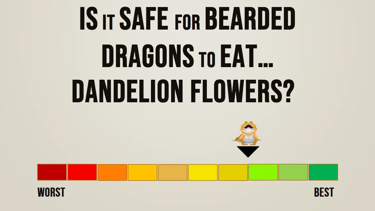 Is it Safe for Bearded Dragons to Eat Dandelion Flowers