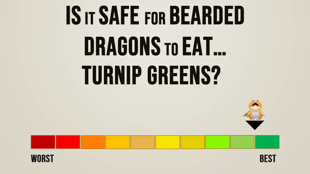 Is it Safe for Bearded Dragons to Eat Turnip Greens