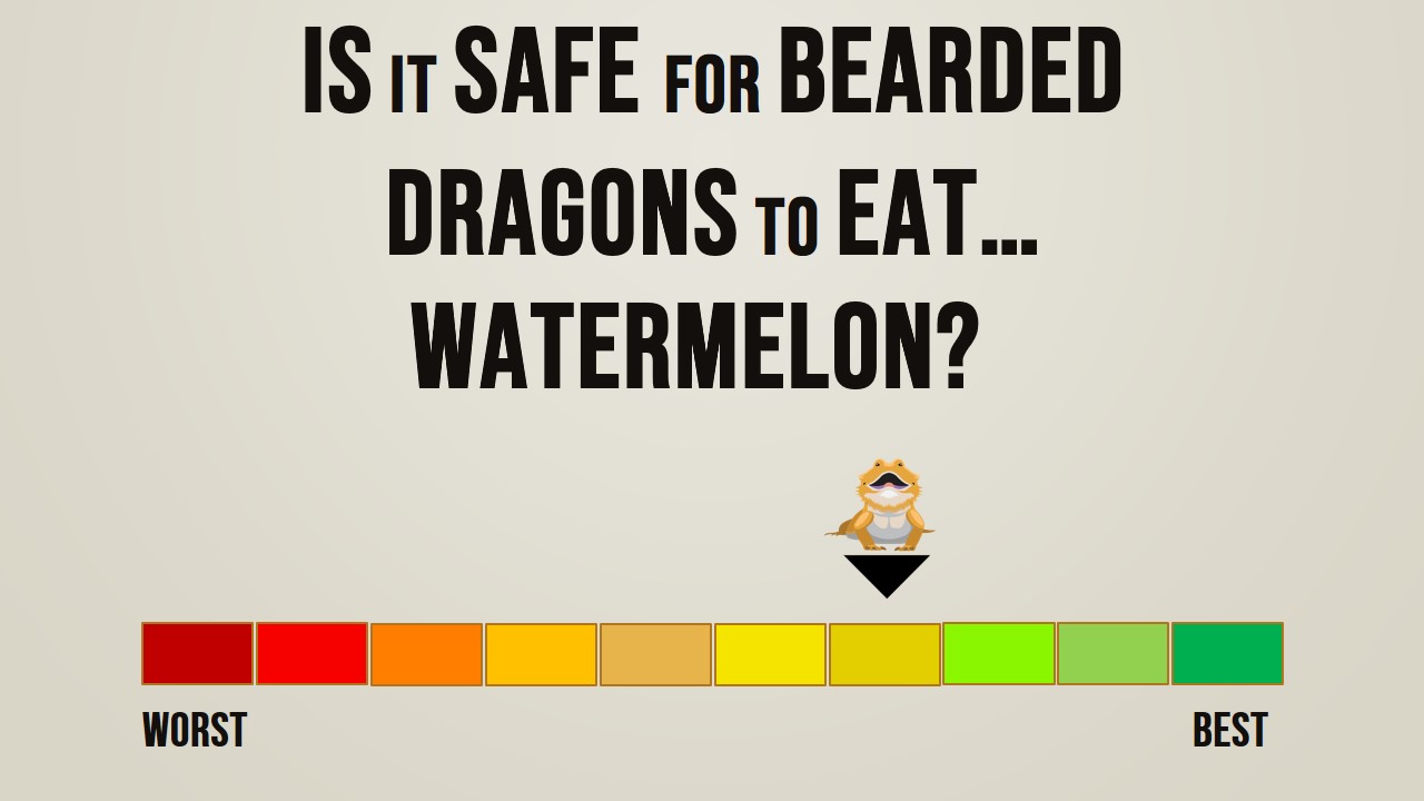 Is it Safe for Bearded Dragons to Eat Watermelon