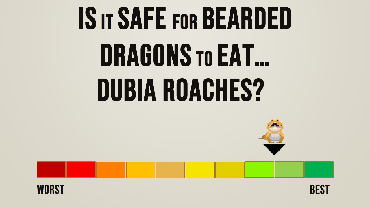 Is it safe for bearded dragons to eat Dubia Roaches