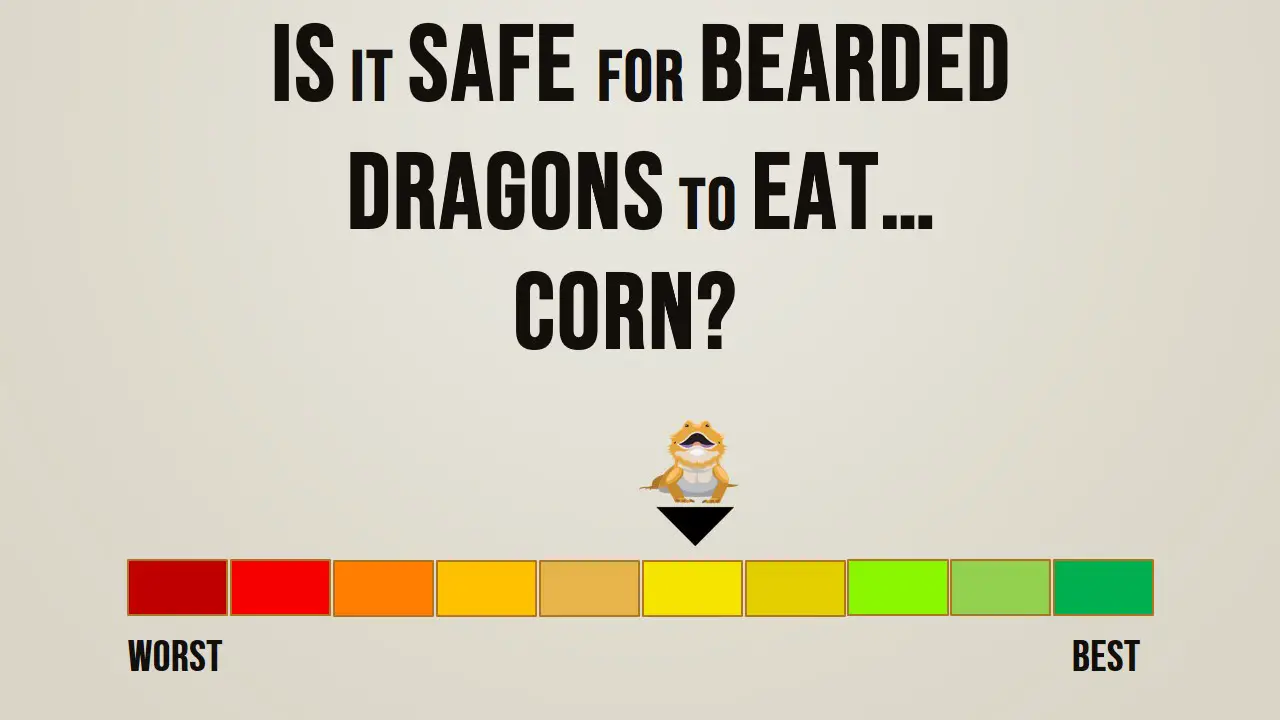 Is it safe for bearded dragons to eat corn