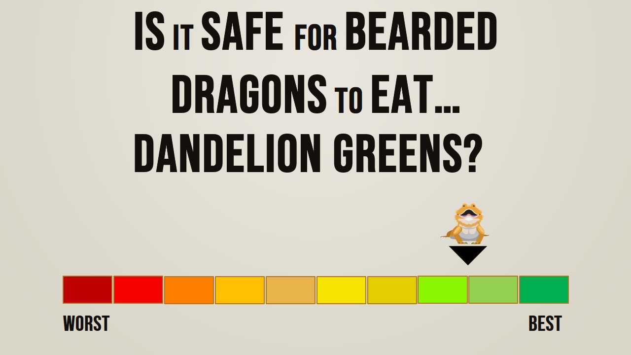 Is it safe for bearded dragons to eat dandelion greens