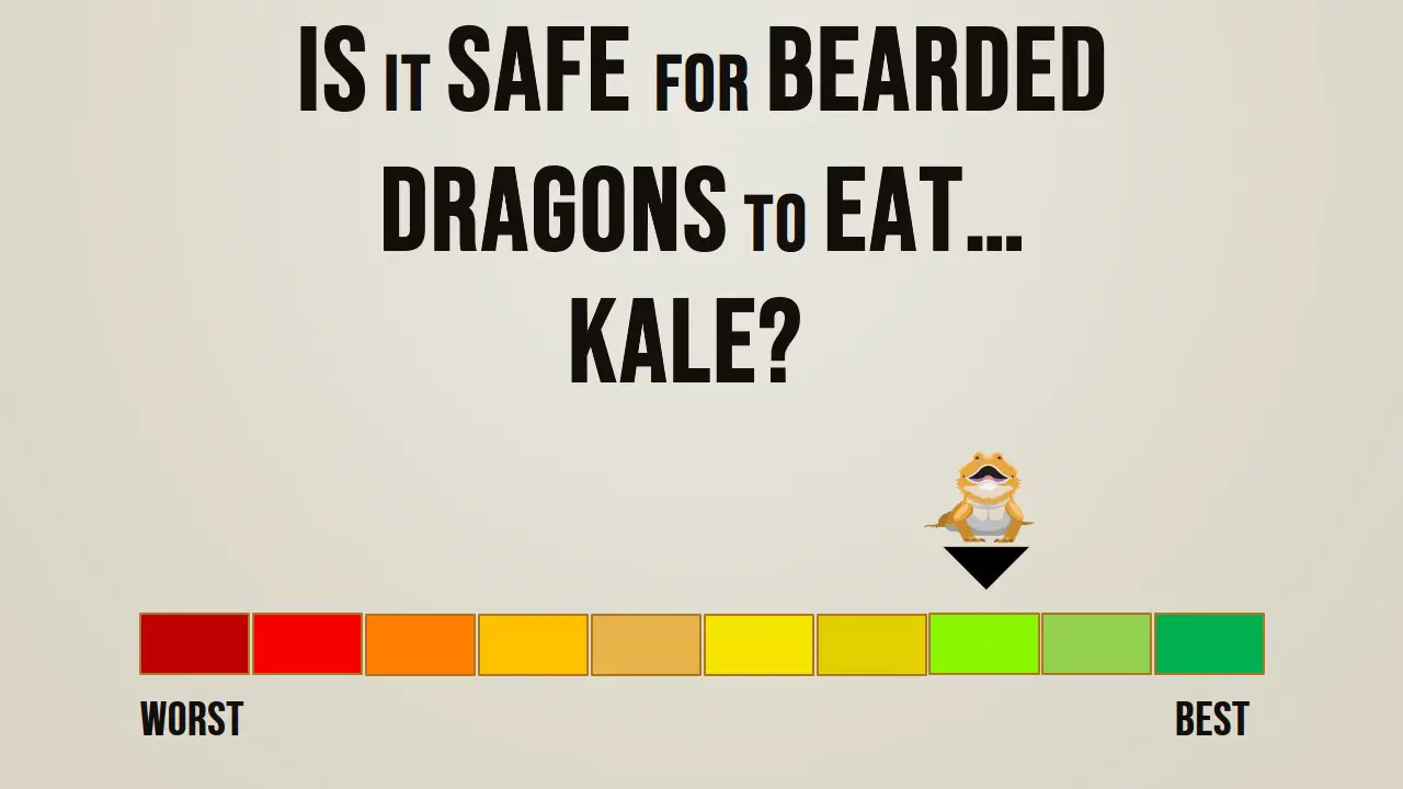 Is it safe for bearded dragons to eat kale
