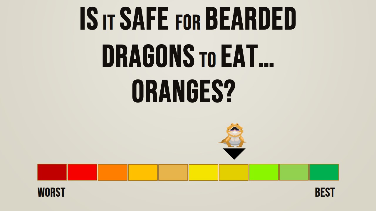 Is it safe for bearded dragons to eat oranges