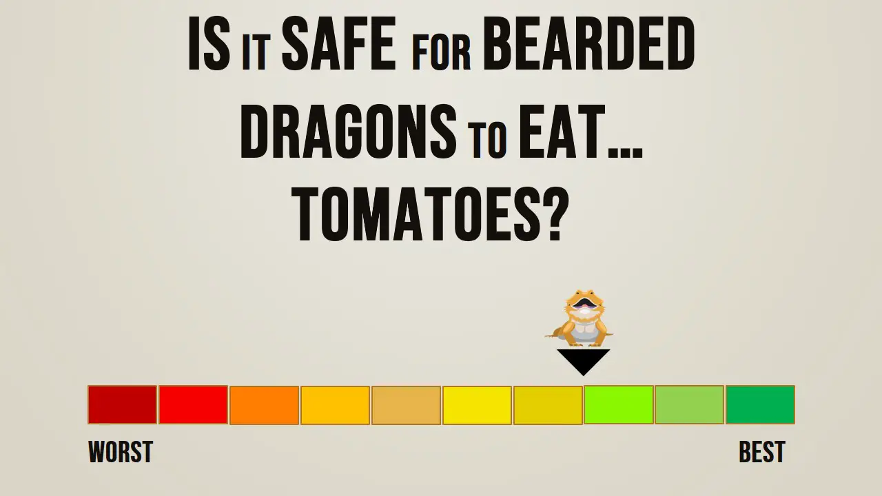 Is it safe for bearded dragons to eat tomatoes