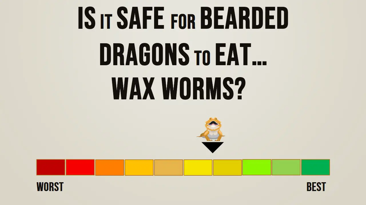 Is it safe for bearded dragons to eat wax worms