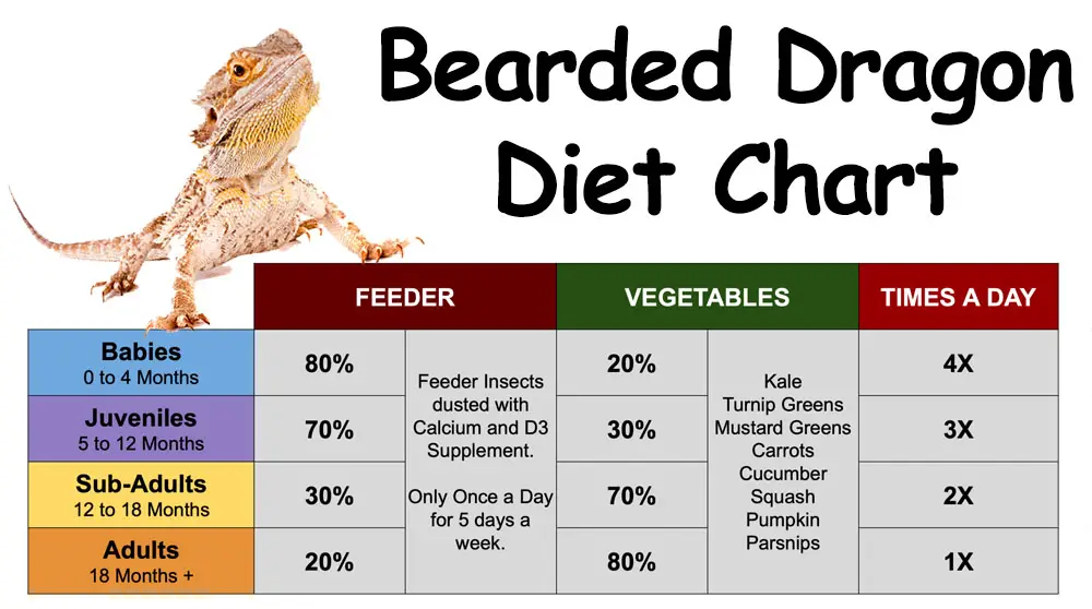 Bearded dragon diet chart