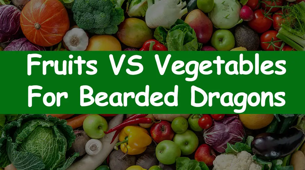 fruits and vegetables for bearded dragons