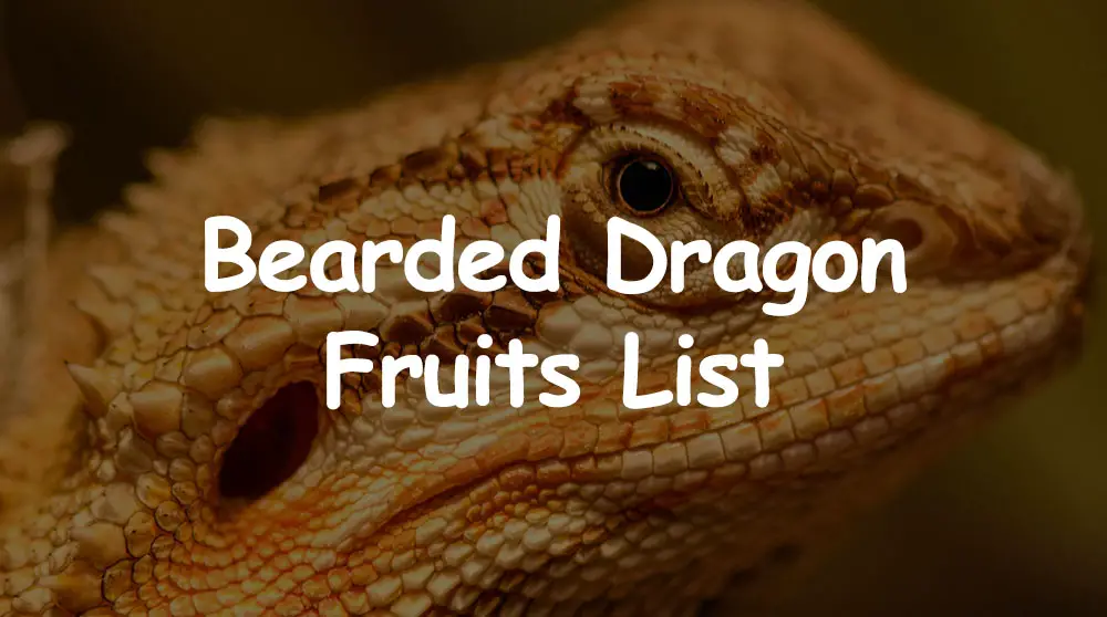 what fruits can bearded dragons eat